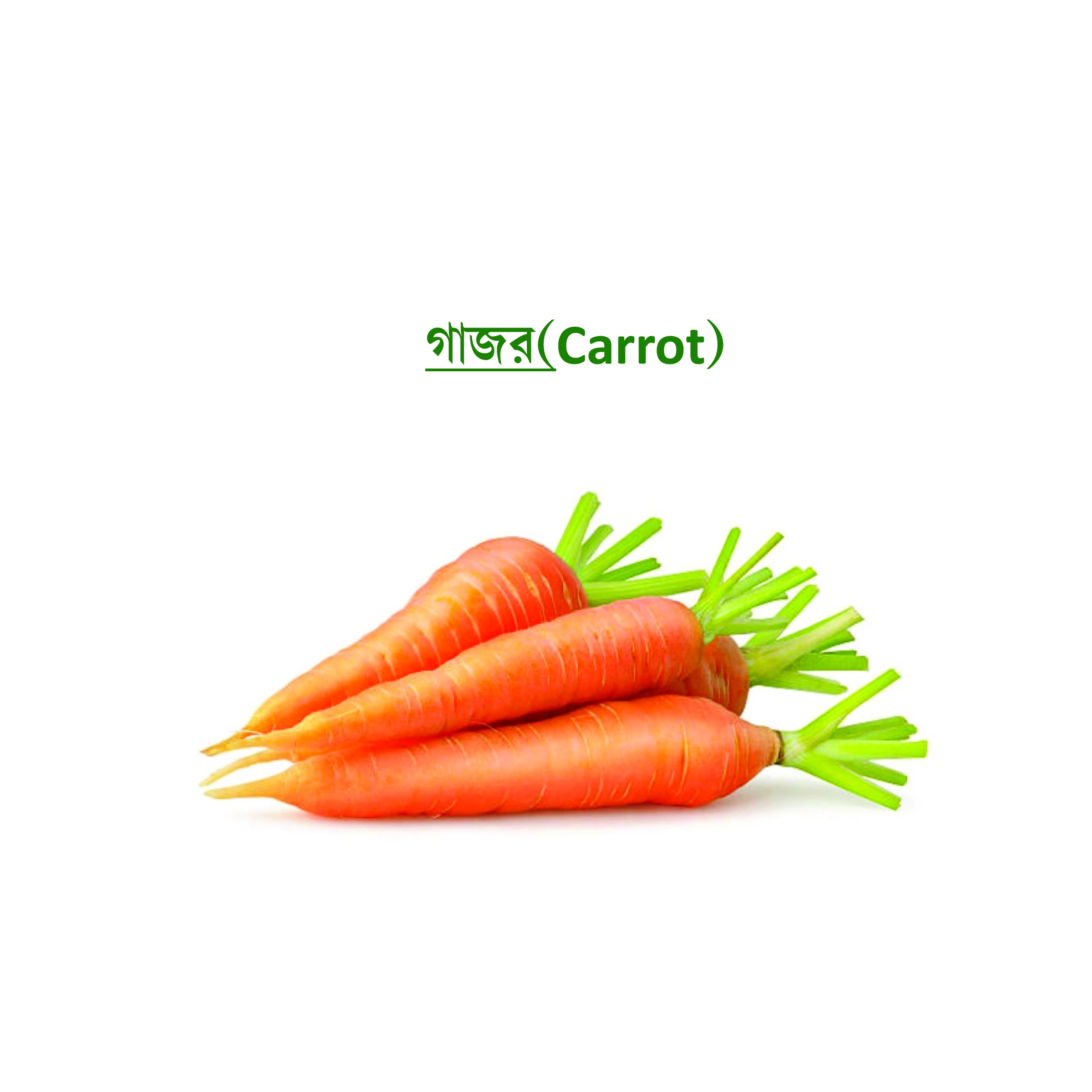 গাজর (Carrot)