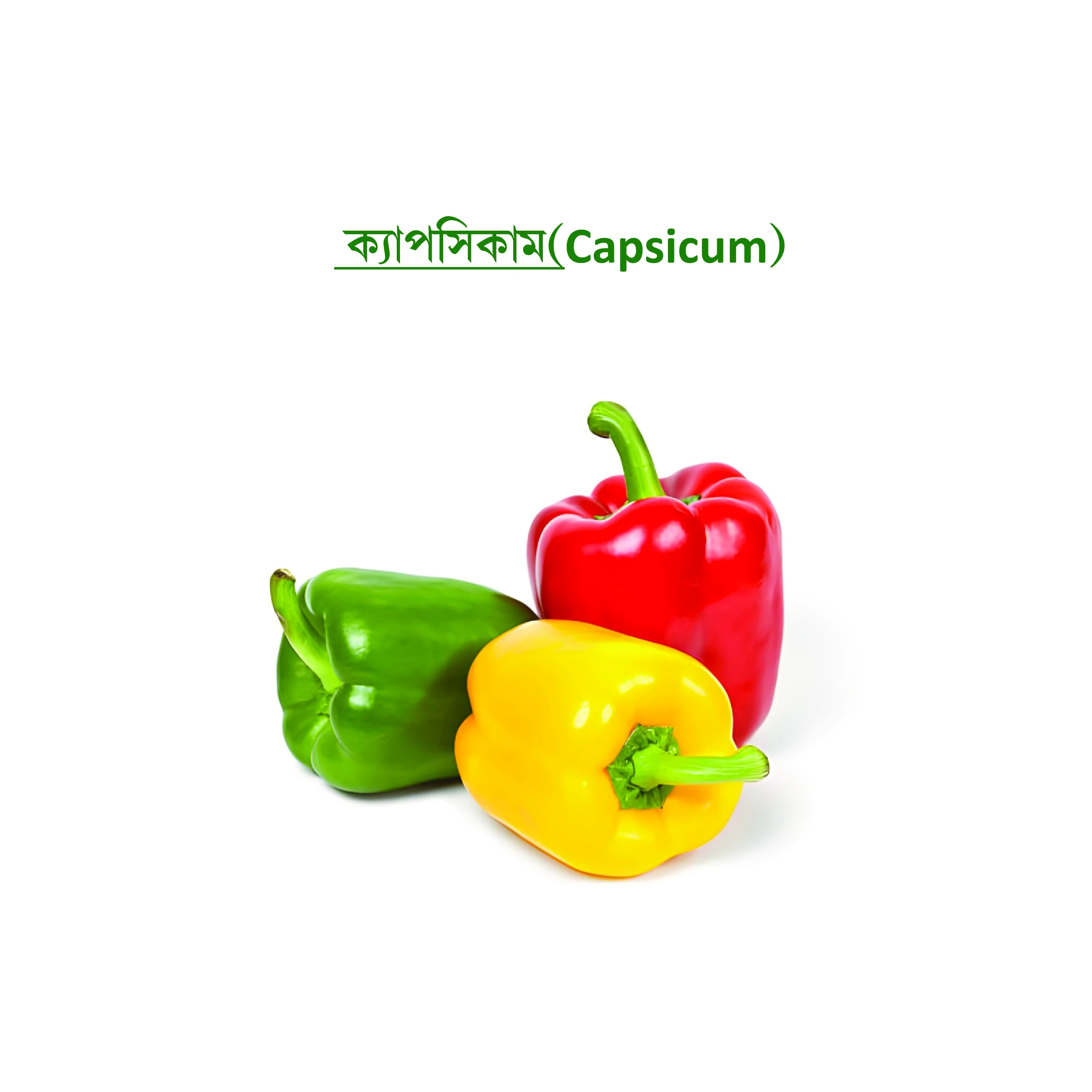 ক্যাপসিকাম (Capsicum)