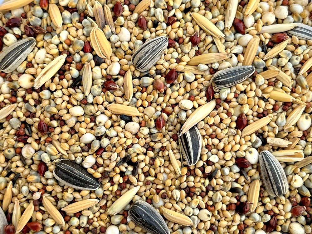 Mix Seeds Millets Food for Birds