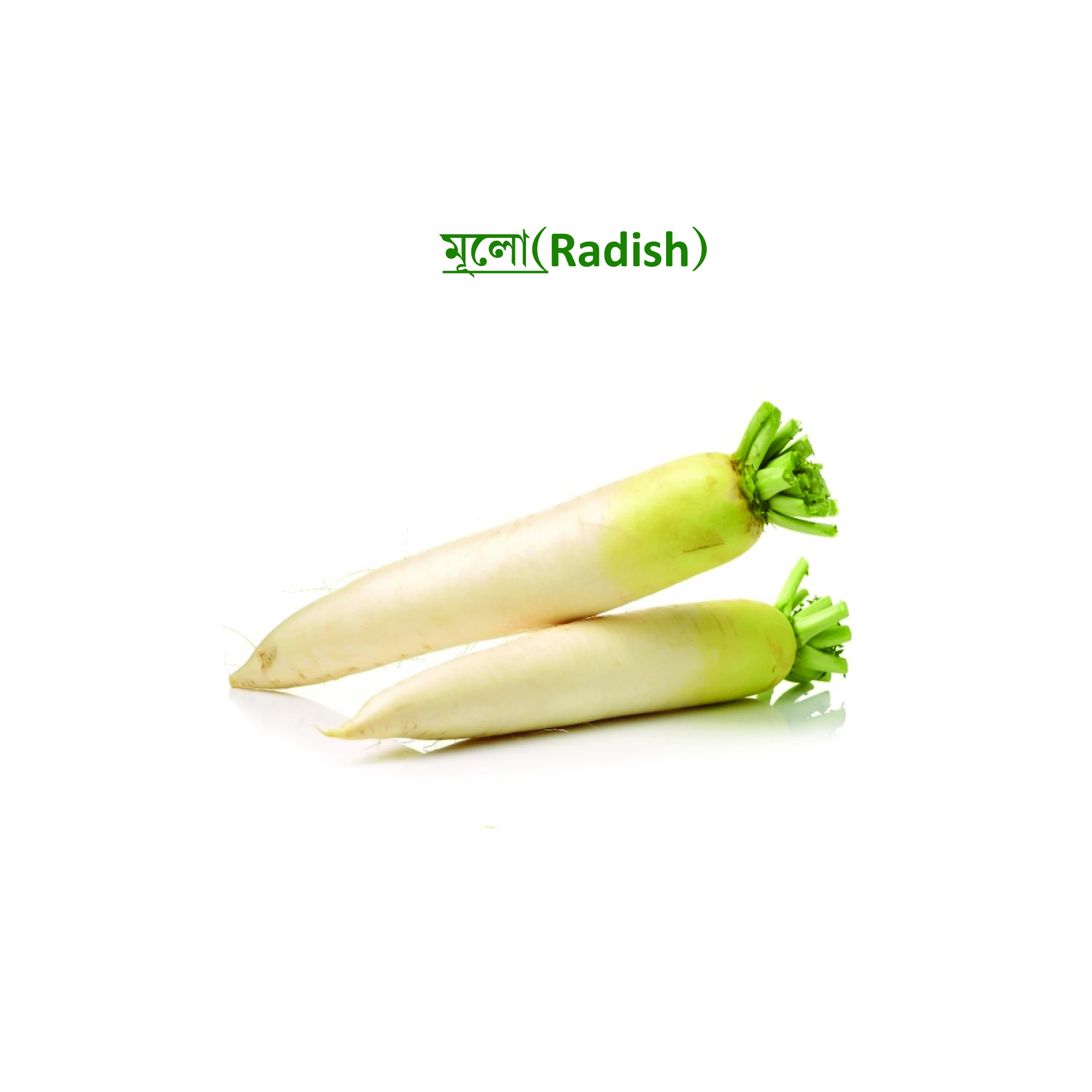 মূলো (Radish)