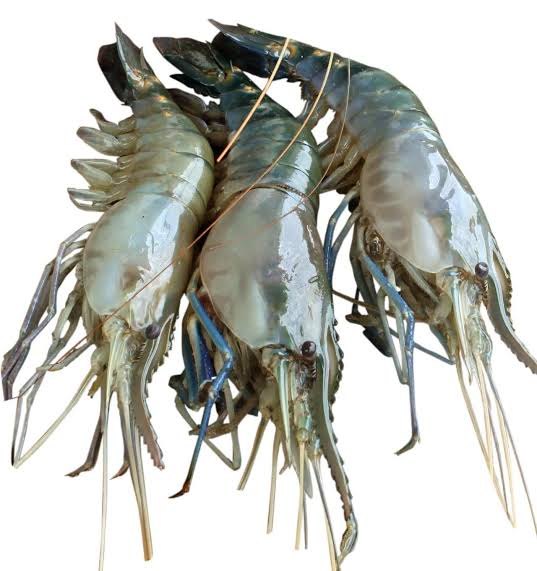 Fresh Golda Chirgri Fish