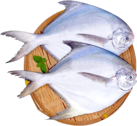 Fresh Pomfret Fish