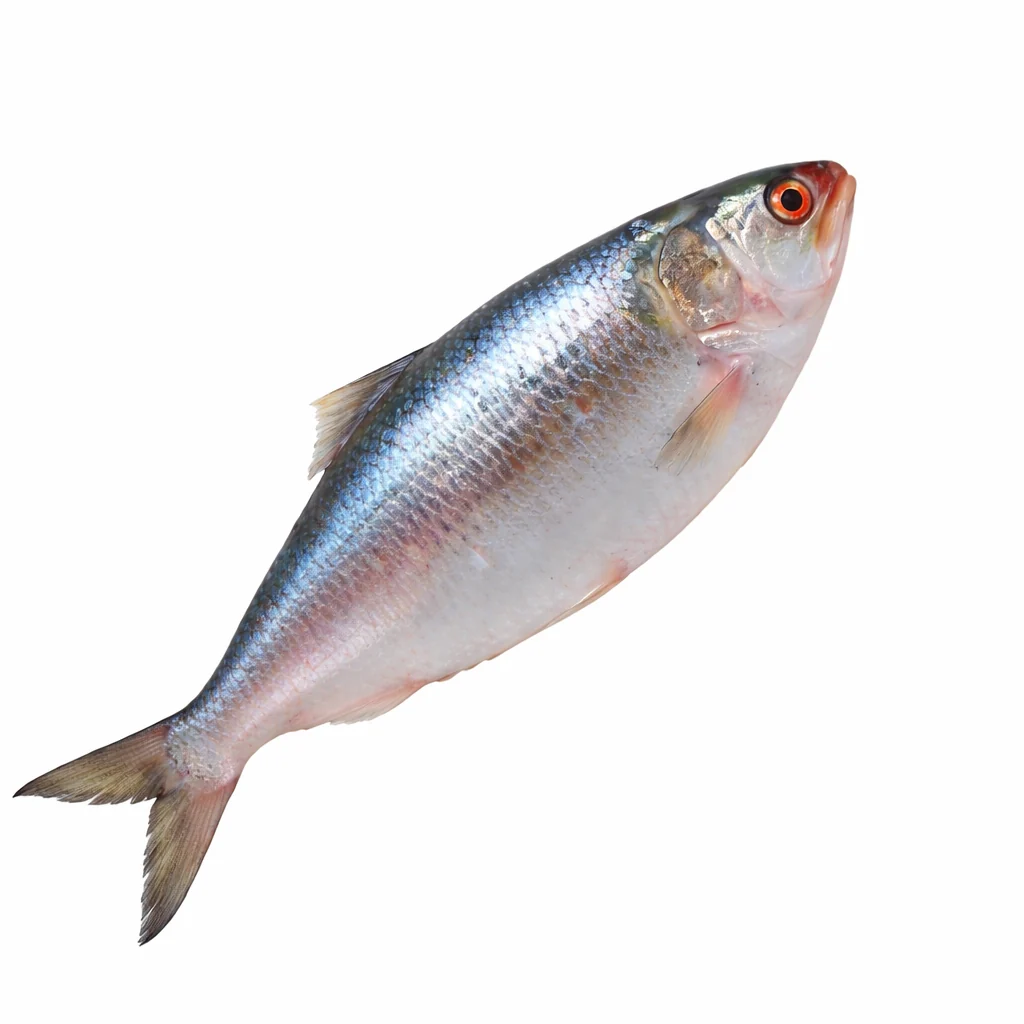 Fresh Normal Ilish 700gm-899gm