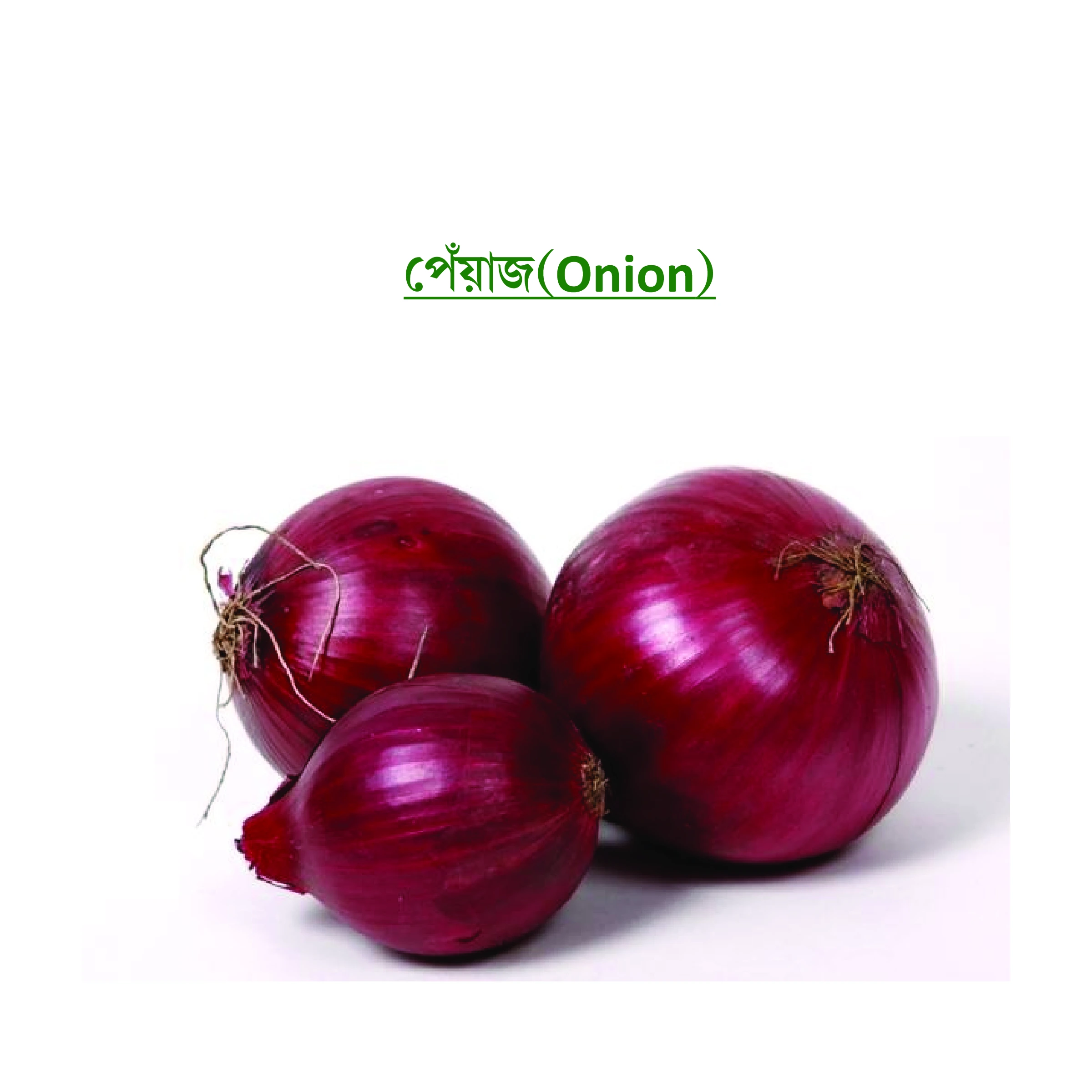 পেঁয়াজ (Onion)