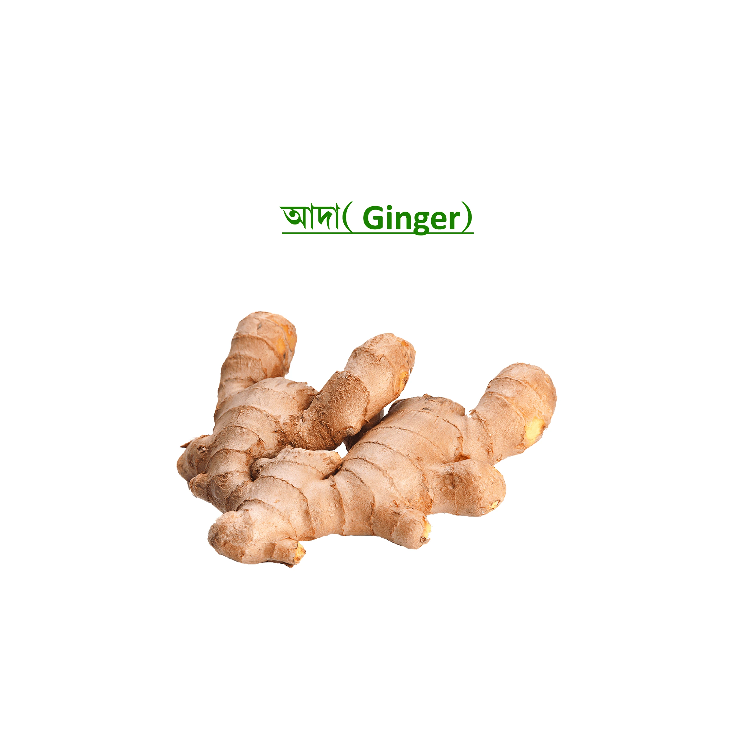আদা(Ginger)