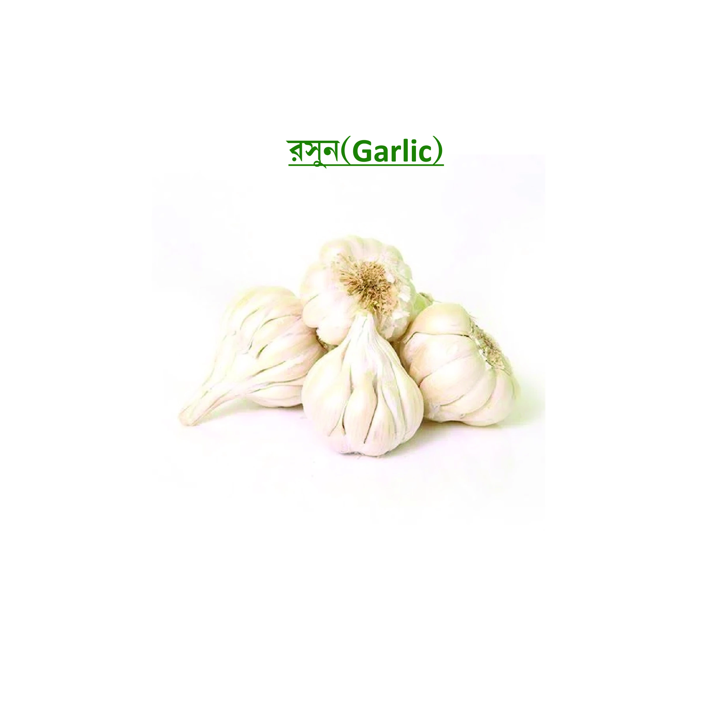 রসুন (Garlic)