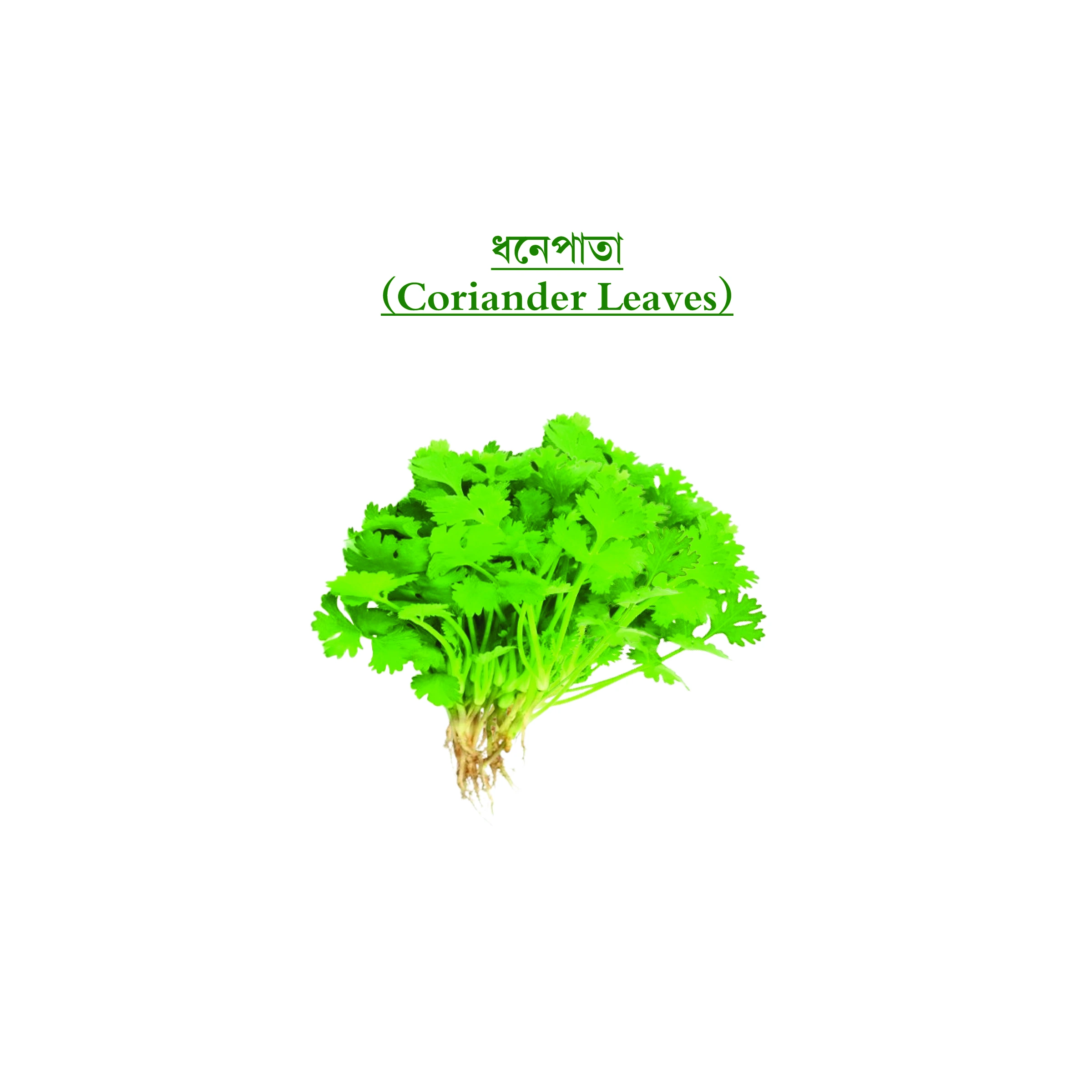 ধনেপাতা (Coriander Leaves)