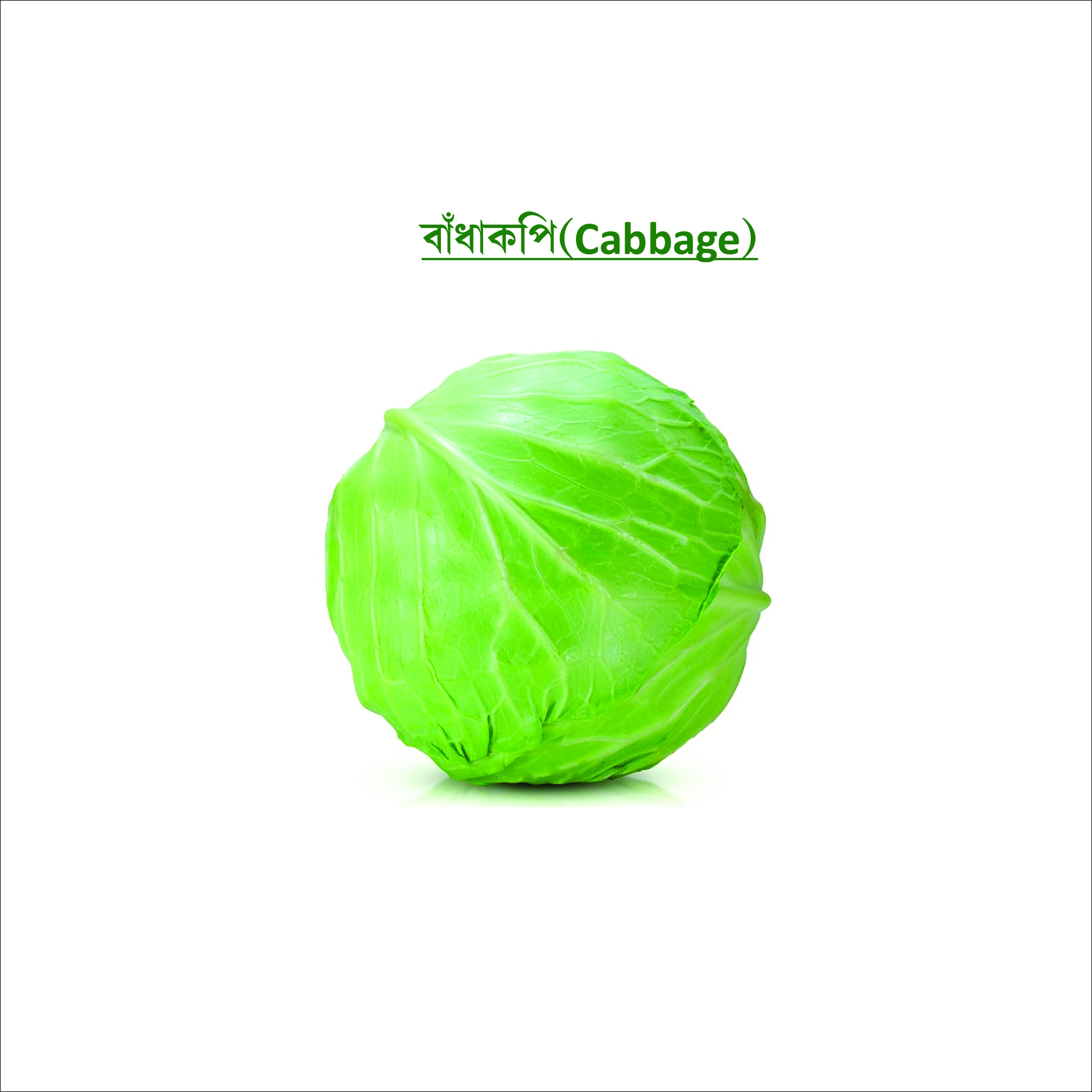বাঁধাকপি (Cabbage)