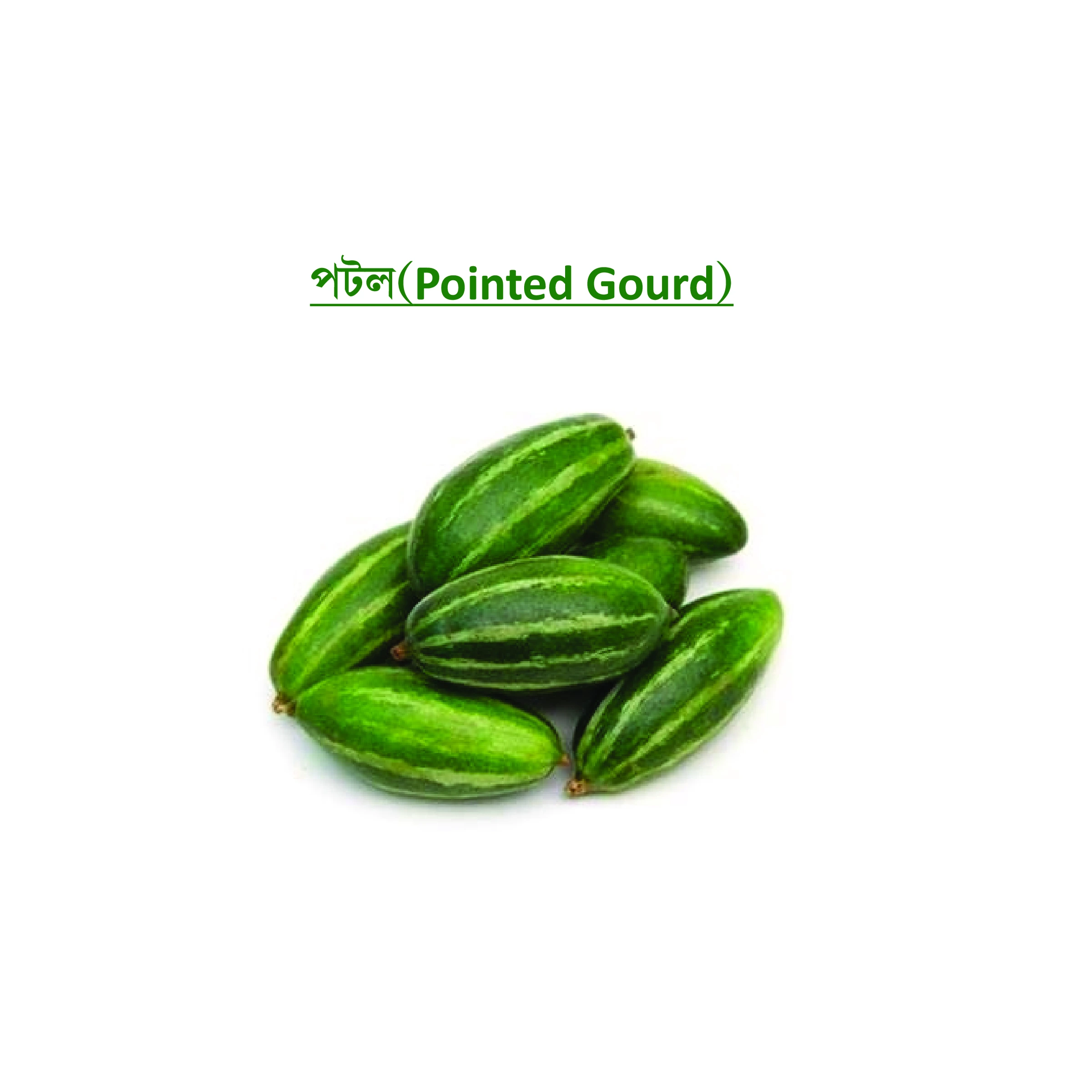 পটল  (Pointed Gourd)